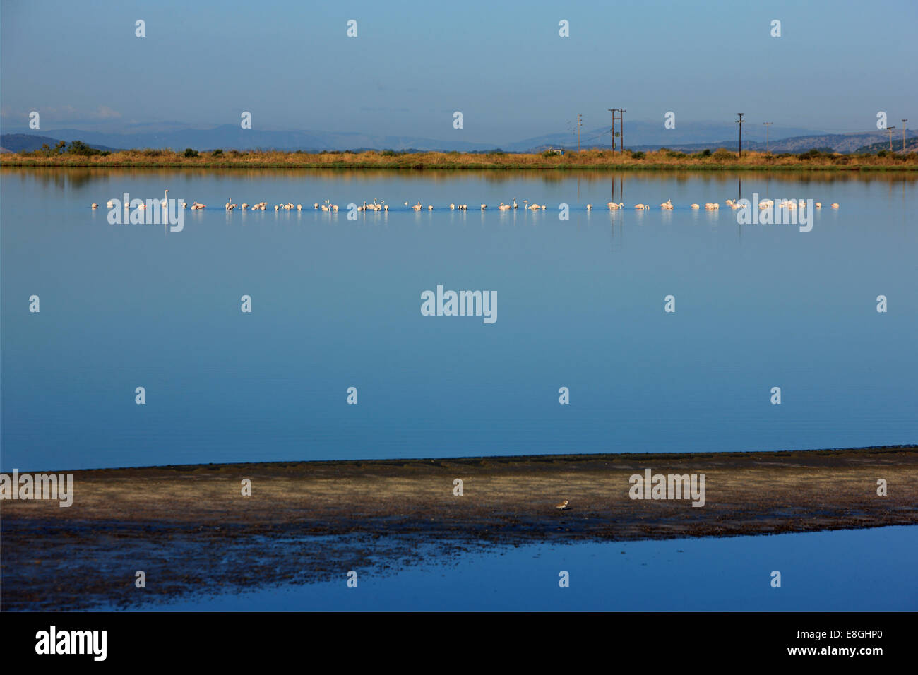 Flamingos an th Lagune von Messolonghi-Aitoliko (Aitolakarnania Präfektur), eines der ruhigsten Orte in ganz Griechenland. Stockfoto