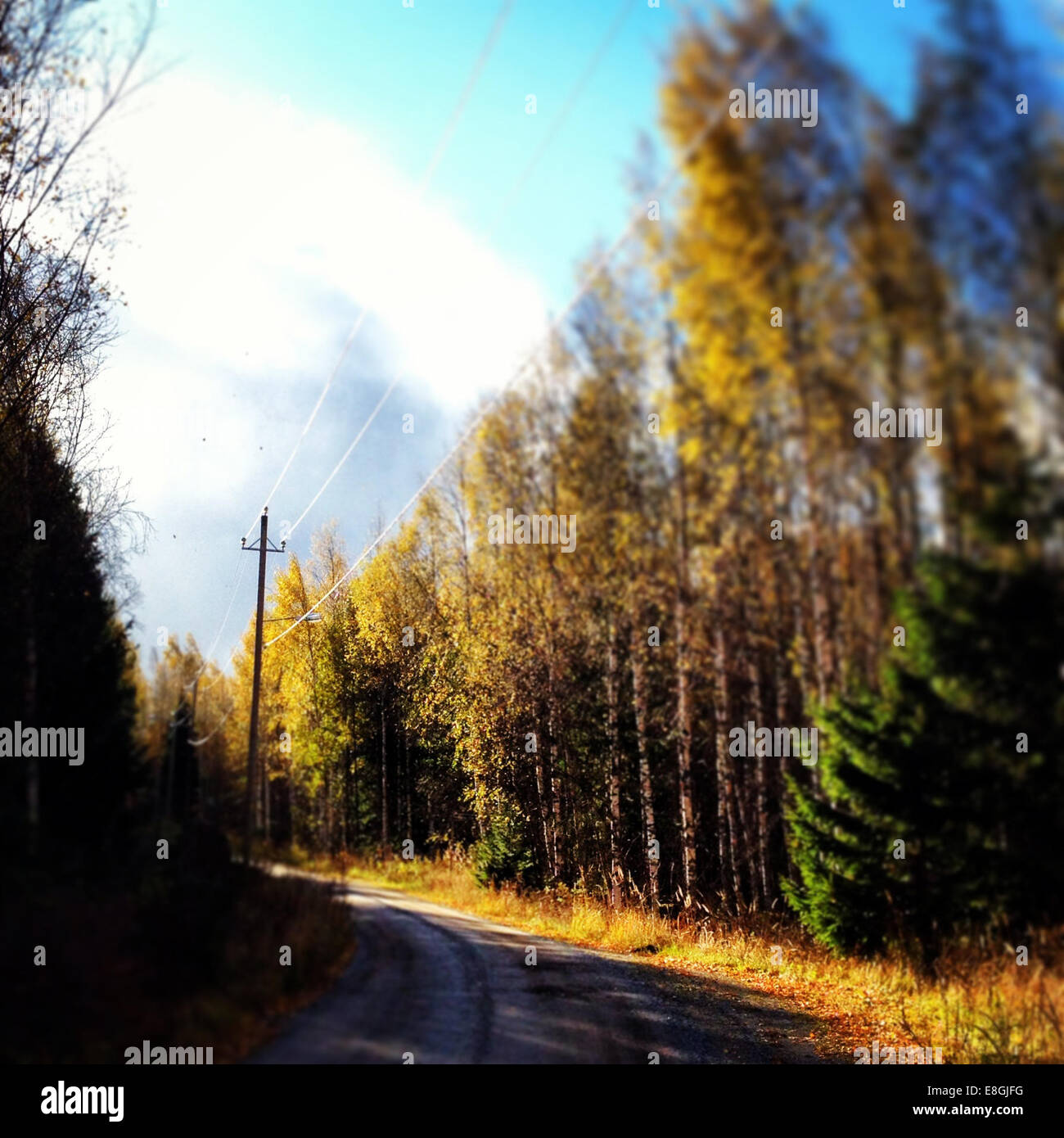 Landstraße durch Wald Stockfotografie Alamy