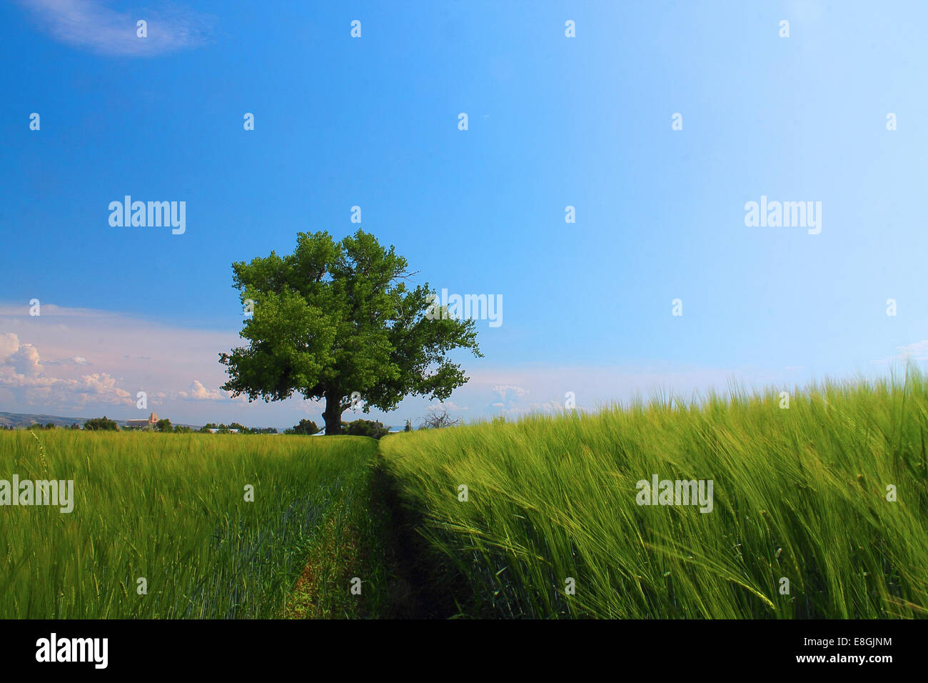 USA, Idaho, Bonneville County, Idaho Falls, Tree in a Field, Idaho Falls, Idaho, Vereinigte Staaten Stockfoto