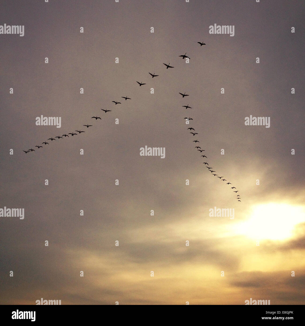 Vogelschwarm in Himmel Stockfoto