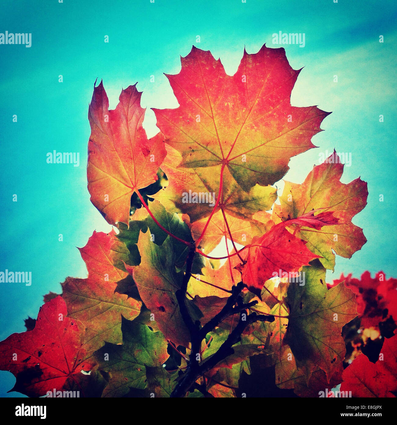 Bunten Herbstlaub gegen blauen Himmel Stockfoto