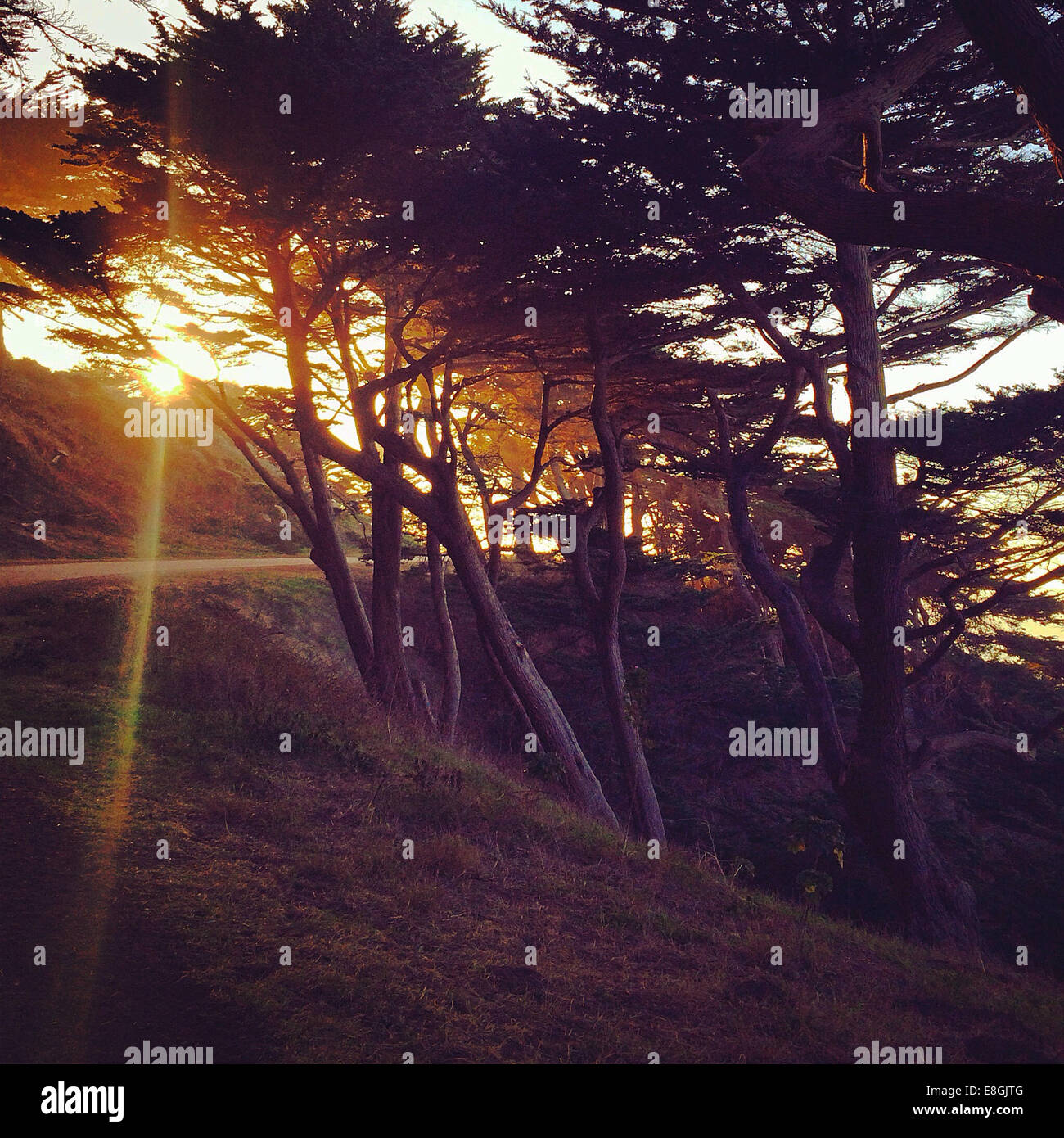 USA, California, San Francisco, View of San Francisco Zypresse Stockfoto