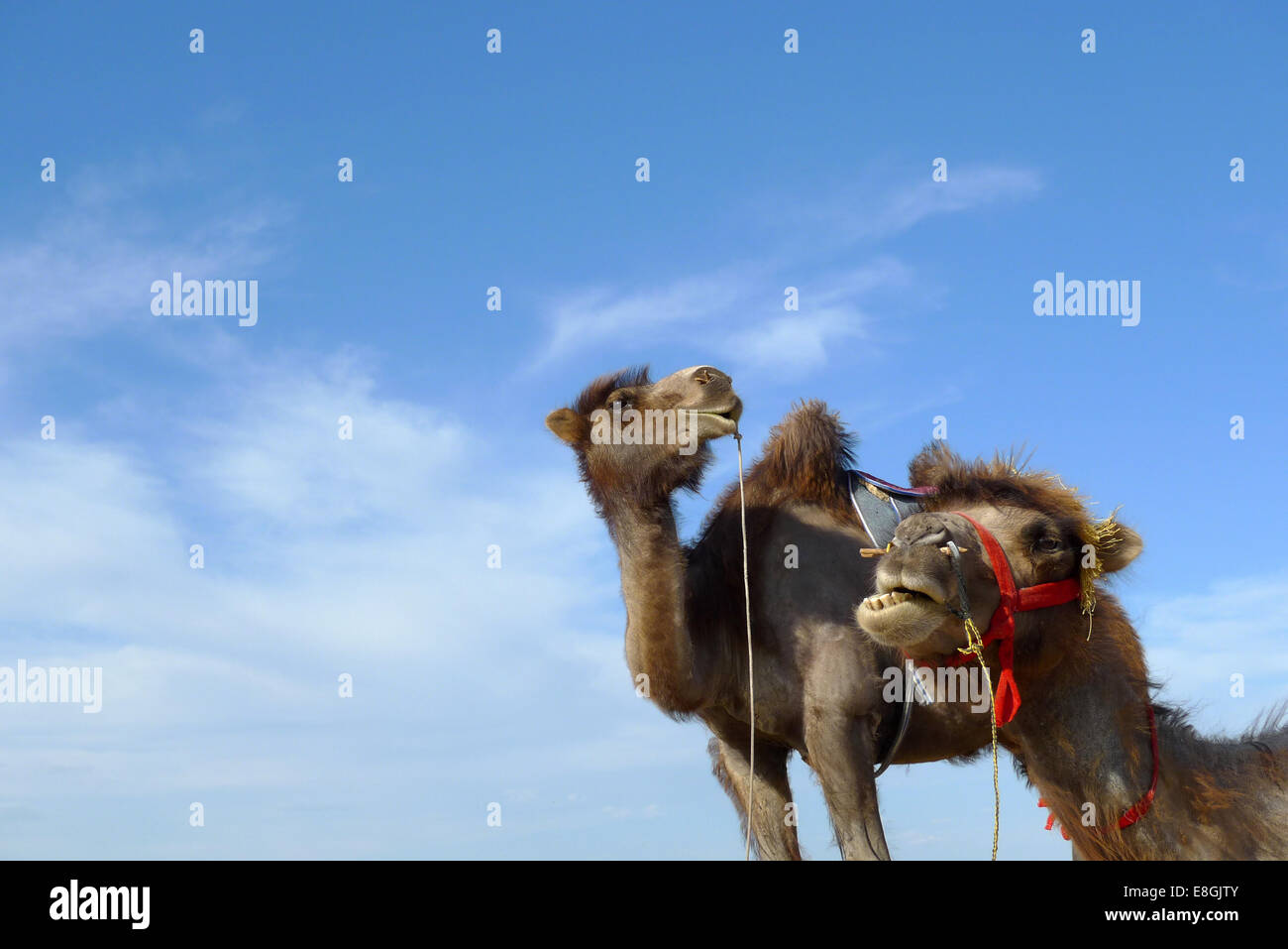 Zwei Kamele gegen blauen Himmel Stockfoto