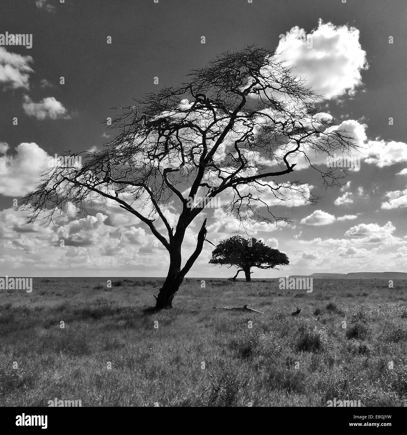 Zwei Bäume in Savannenlandschaft, Afrika Stockfoto