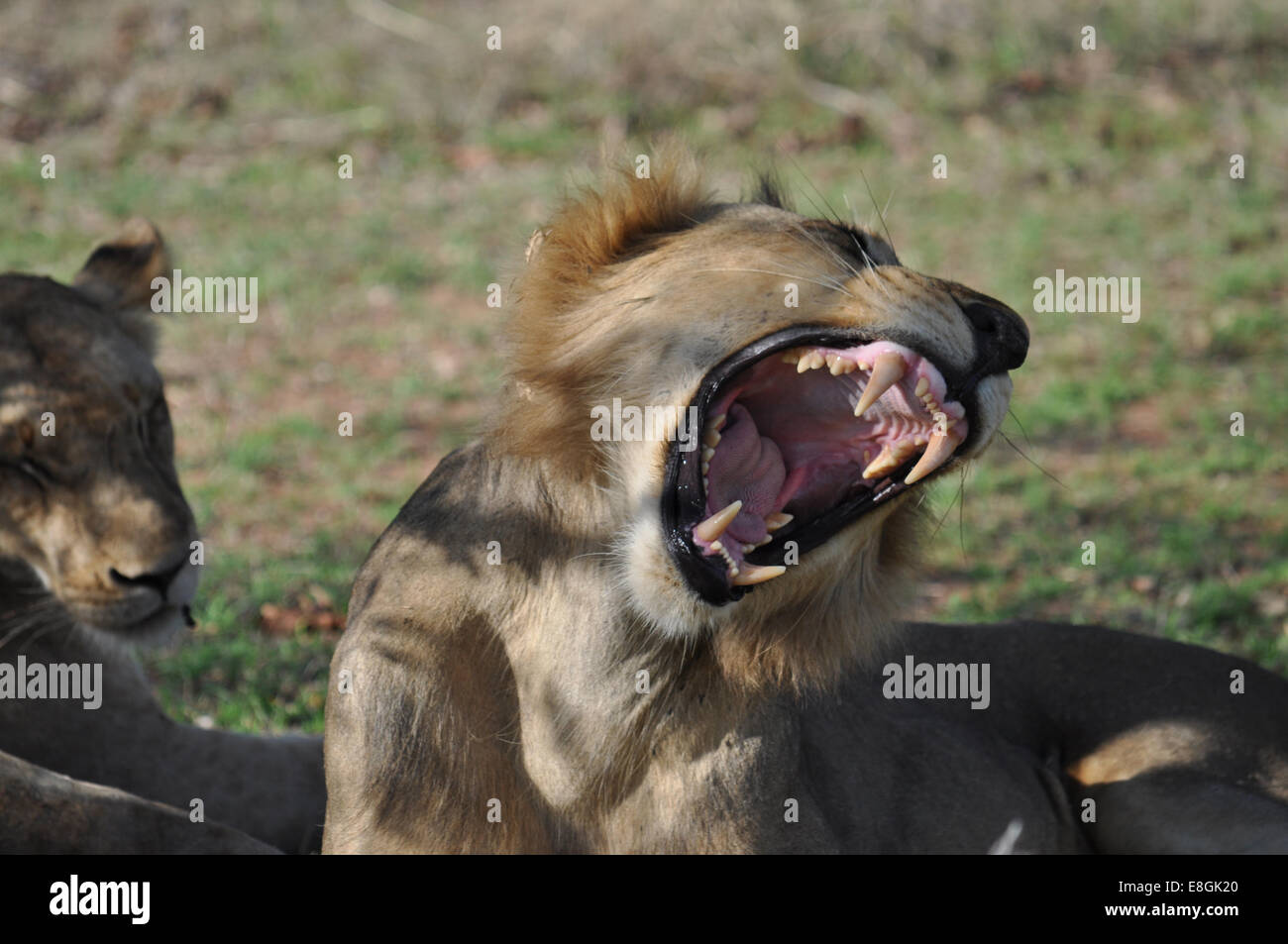 Löwen in natürlicher Umgebung Stockfoto