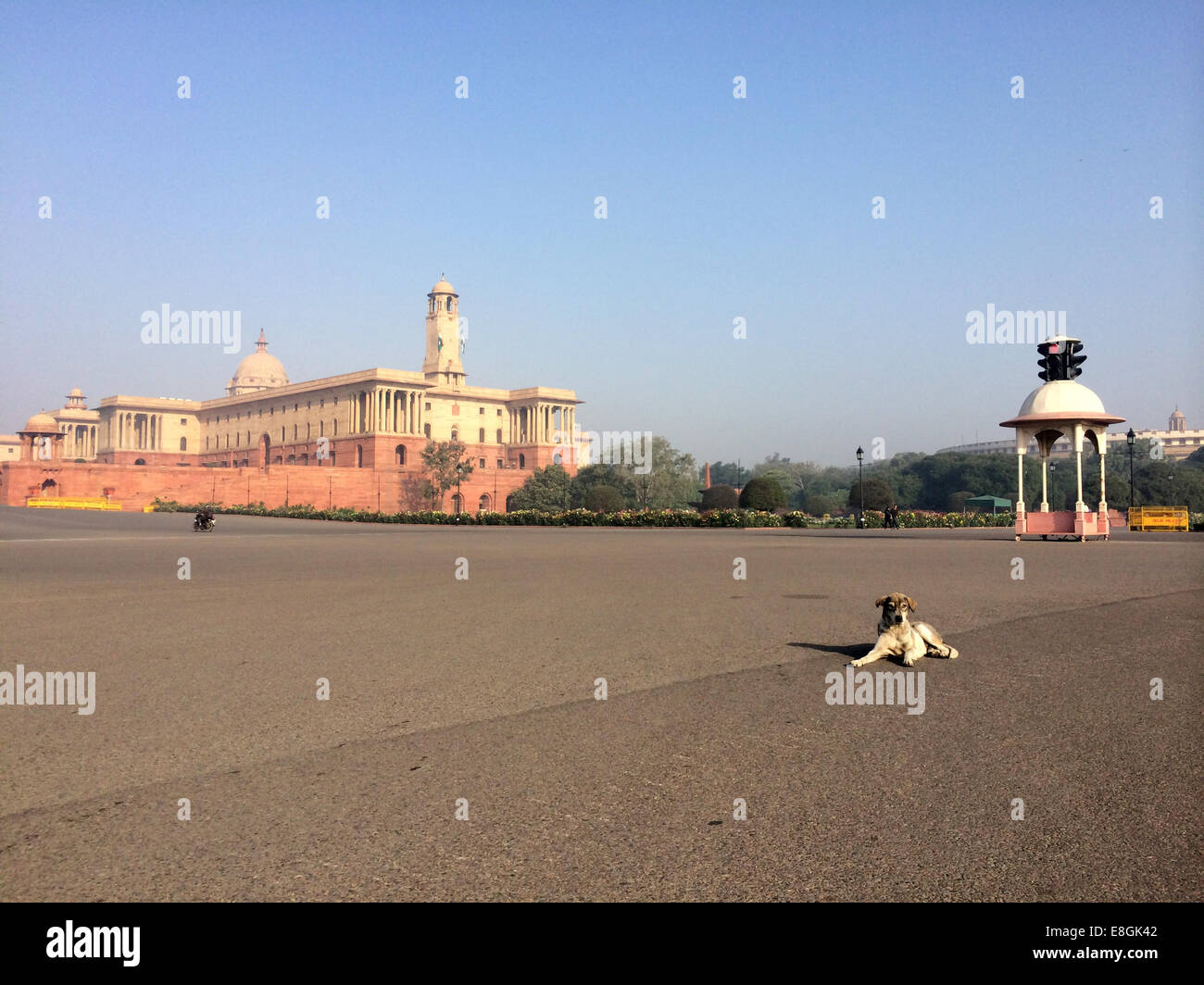 Indien, Neu-Delhi, Vijay Chowk, A streunenden Hund sitzt in der Mitte der Straße Stockfoto