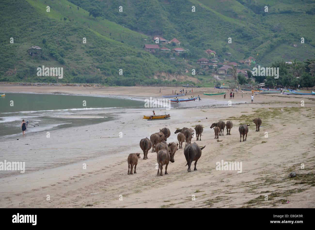 Indonesien, West Nusa Tenggara Kabupaten Lombok Tengah, Kuta, Kuta Beach, Kuh, die zu Fuß am Strand Stockfoto