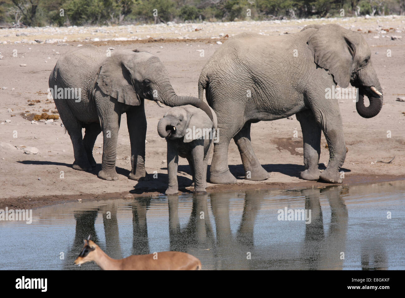 Drei Elefanten stehen am Rande einer Wasserstelle, Namibia Stockfoto