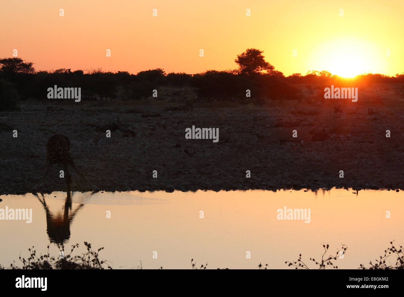 Namibia, Giraffe Trinkwasser bei Sonnenuntergang Stockfoto