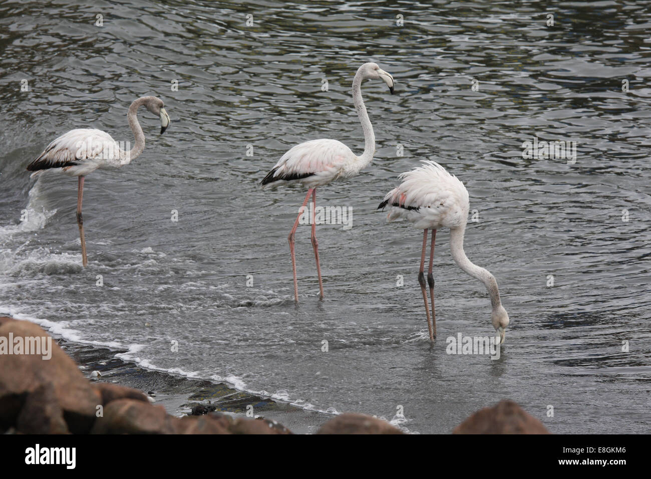 Namibia, Flamingo, die zu Fuß in Wasser Stockfoto