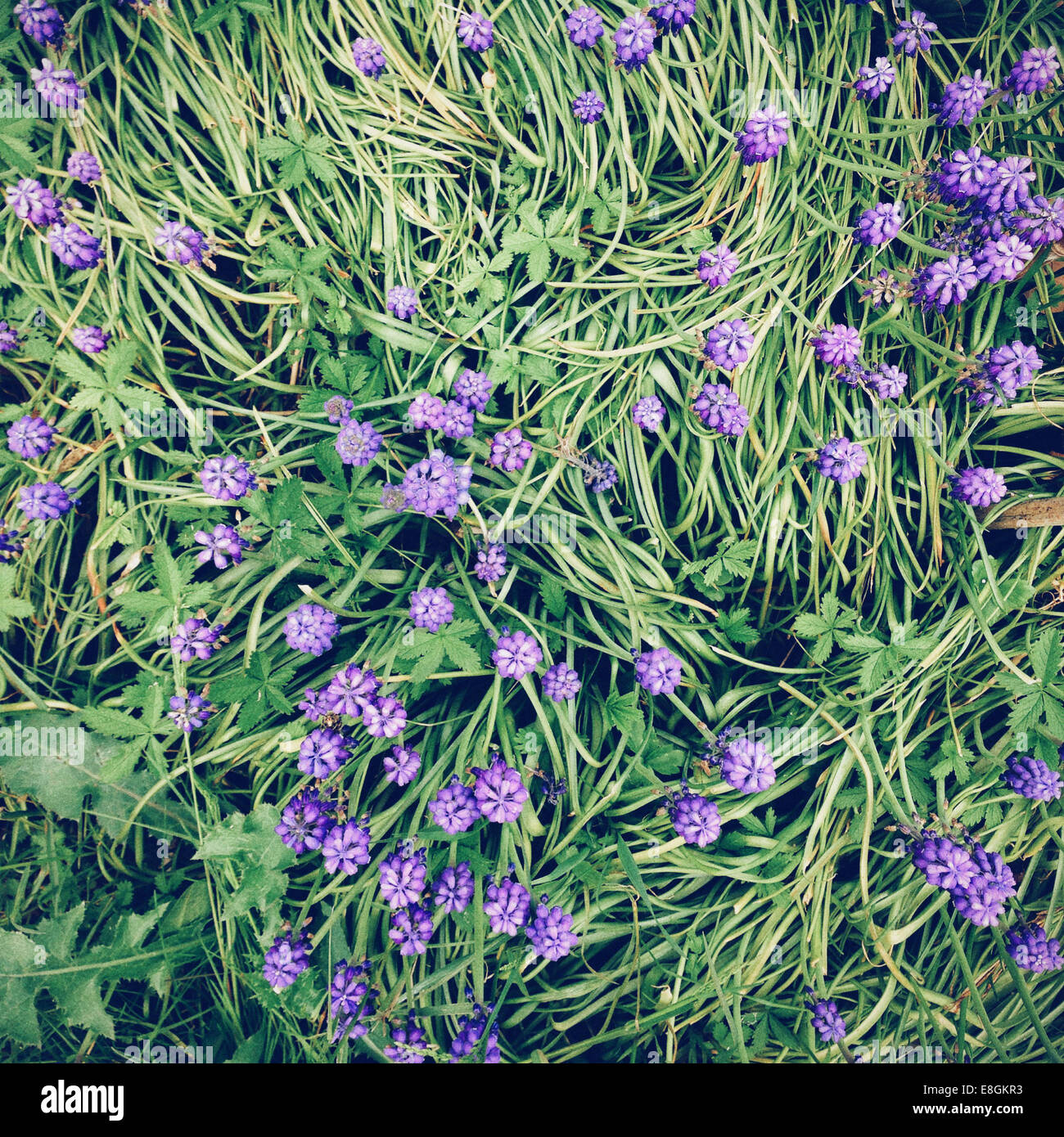 Voghera, Pavia, Lombardei, Italien-lila Blüten In einem grünen Feld windig Stockfoto