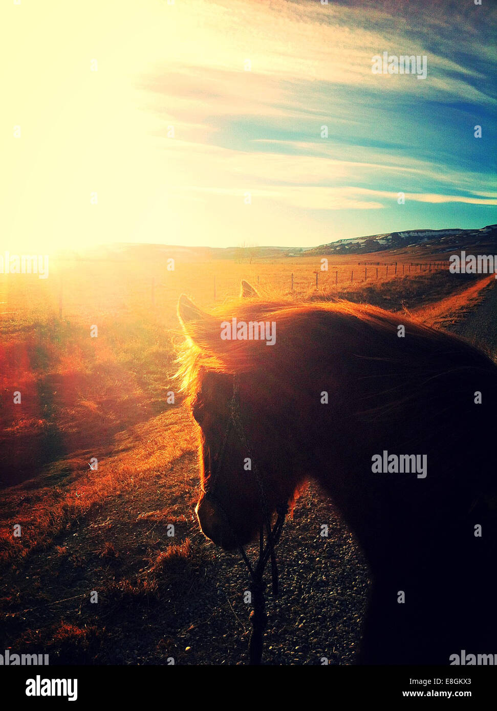 Kanada, Alberta, junges Pferd bei Sonnenuntergang Stockfoto