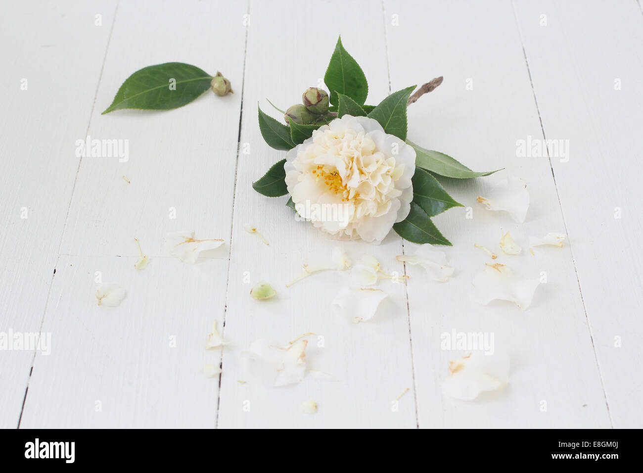 Blume auf Holztisch, umgeben von Blüten Stockfoto