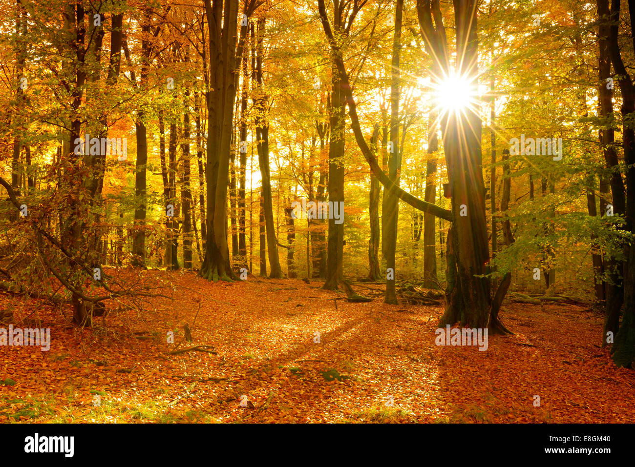 Sonnenlicht in einen Laubmischwald mit alten Eichen und buchen, Naturpark Spessart, Weibersbrunn, Bayern, Deutschland Stockfoto