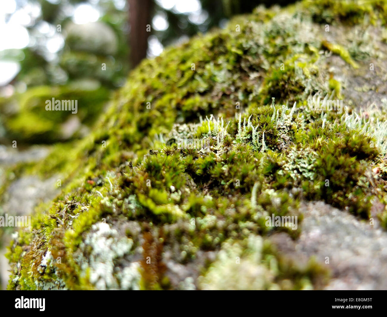 Japan, Nara, Nahaufnahme von grünem Moos auf Stein Stockfoto