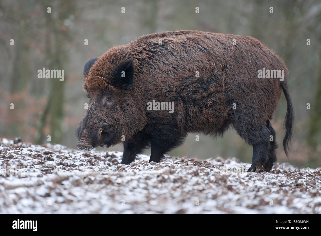 Wildschwein (Sus Scrofa), Wildschwein mit Wintermantel, Gefangenschaft, Bayern, Deutschland Stockfoto