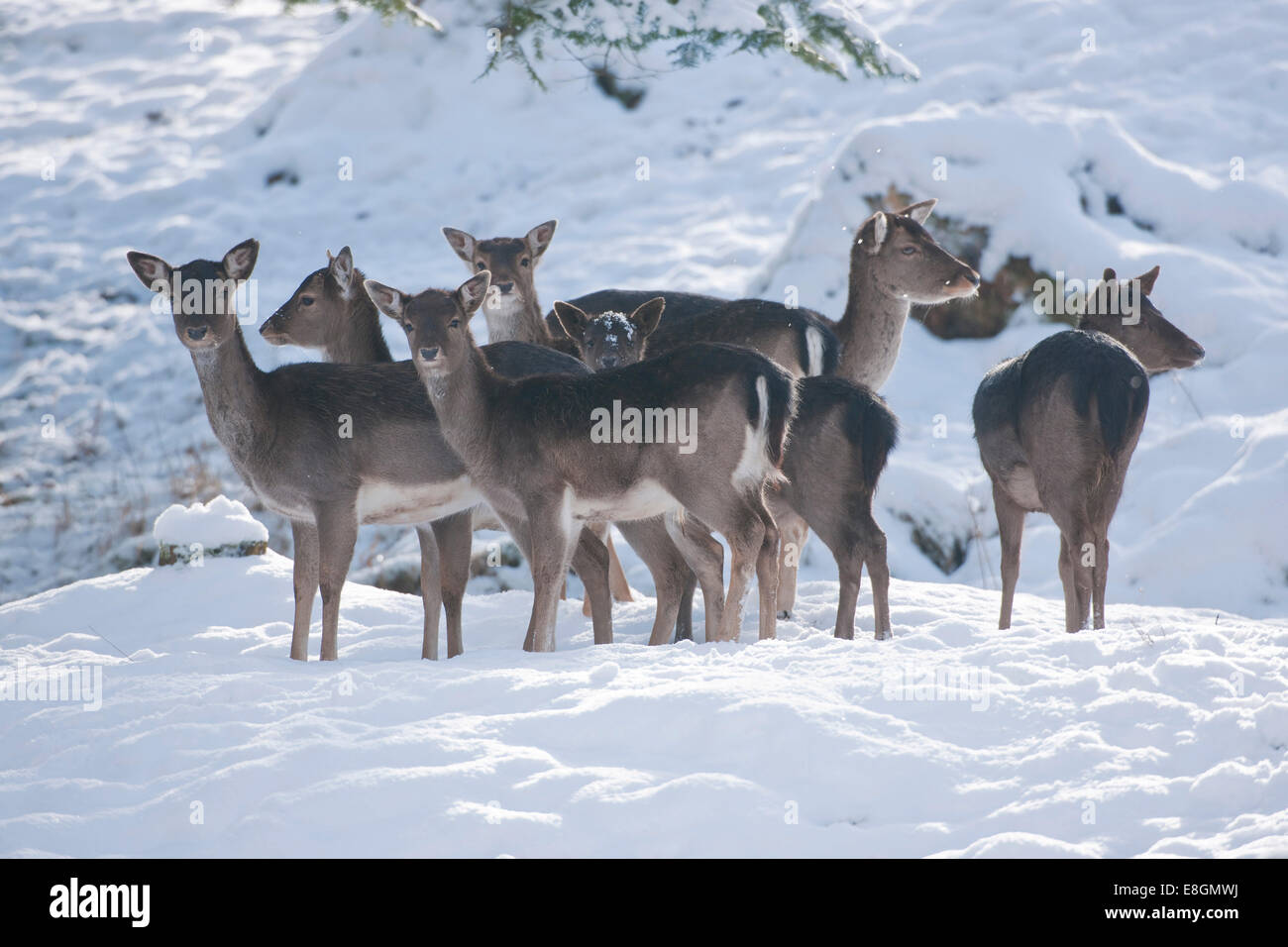 Damhirsch (Dama Dama), Herde stehen im Schnee, Gefangenschaft, Bayern, Deutschland Stockfoto