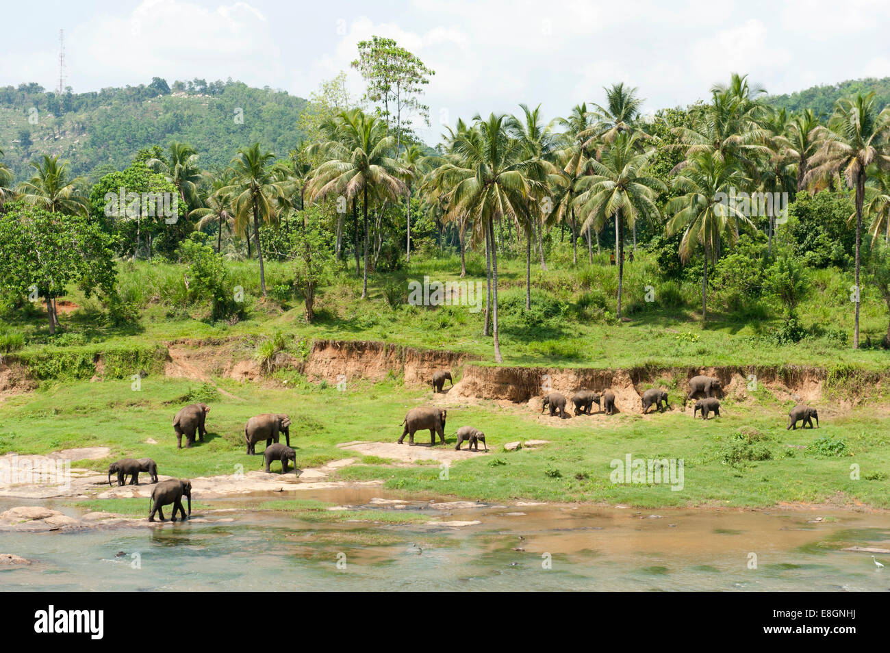 Gruppe der asiatischen Elefanten (Elephas Maximus) durch den Fluss, Pinnawala, Sabaragamuwa Provinz, Sri Lanka Stockfoto