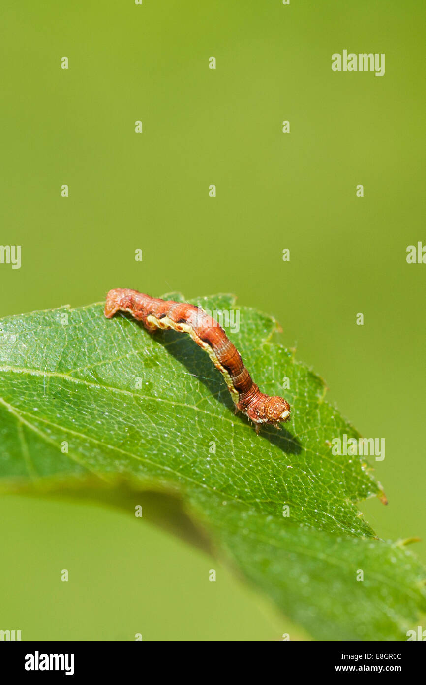 Fleckige Umbra (Erannis Defoliaria) Raupe auf einem Blatt Stockfoto