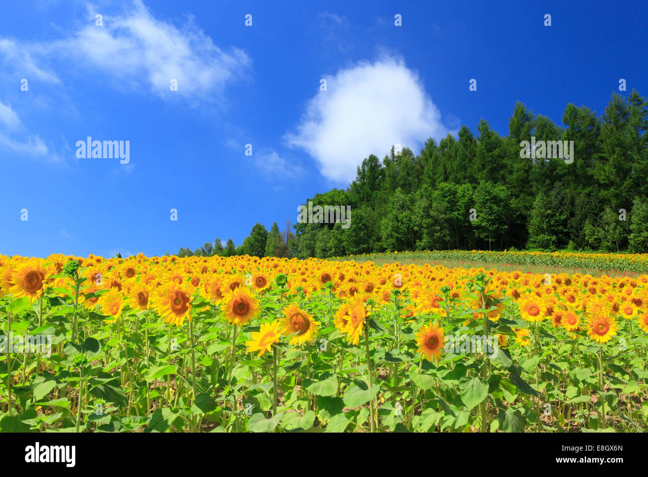 Sonnenblumenfeld Stockfoto