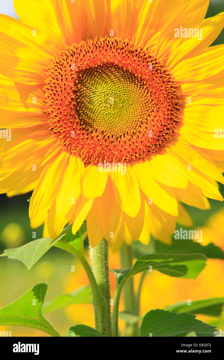 Sonnenblume Stockfoto