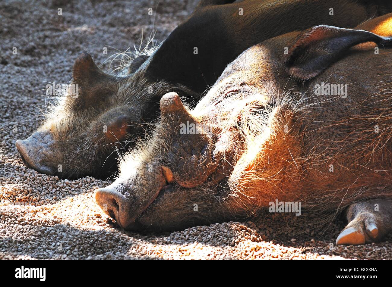 Red River Hog (Potamochoerus Porcus) in der Sonne entspannen. Stockfoto