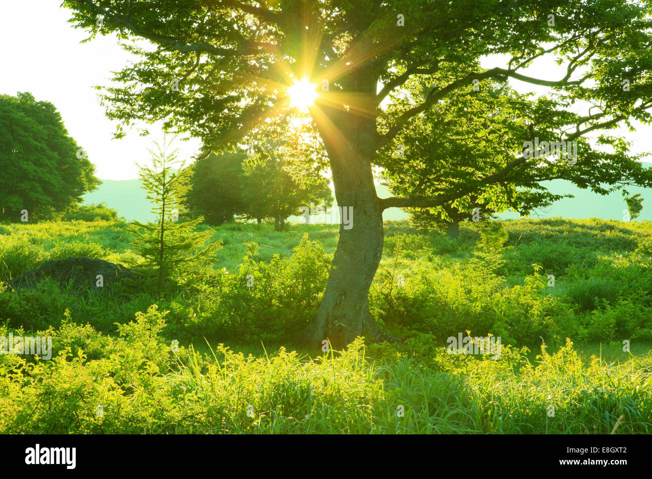 Präfektur Aomori, Japan Stockfoto