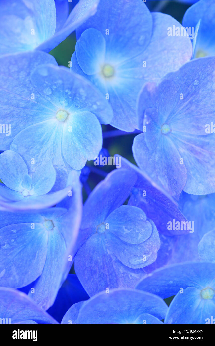 Hortensie Stockfoto