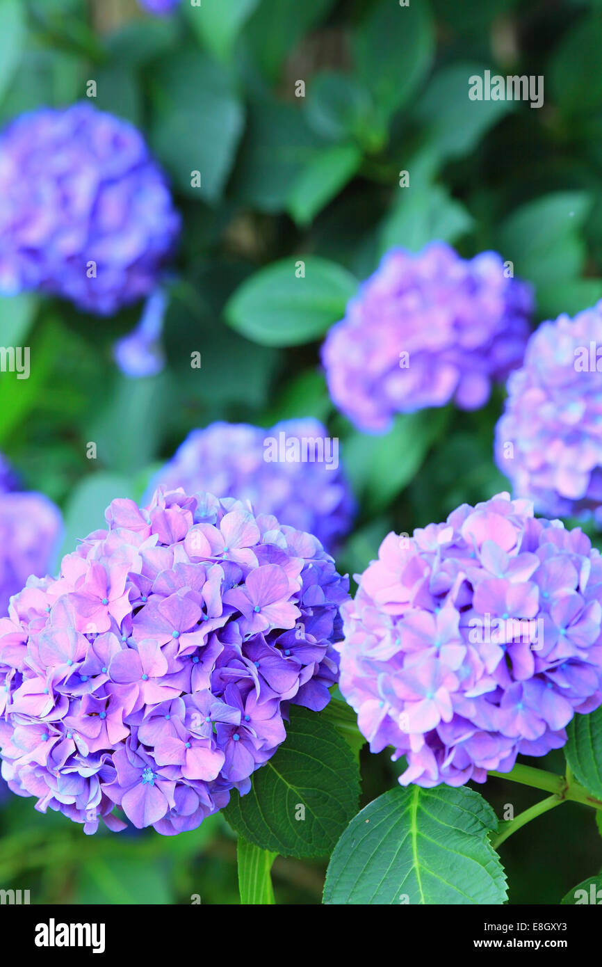 Hortensie Stockfoto