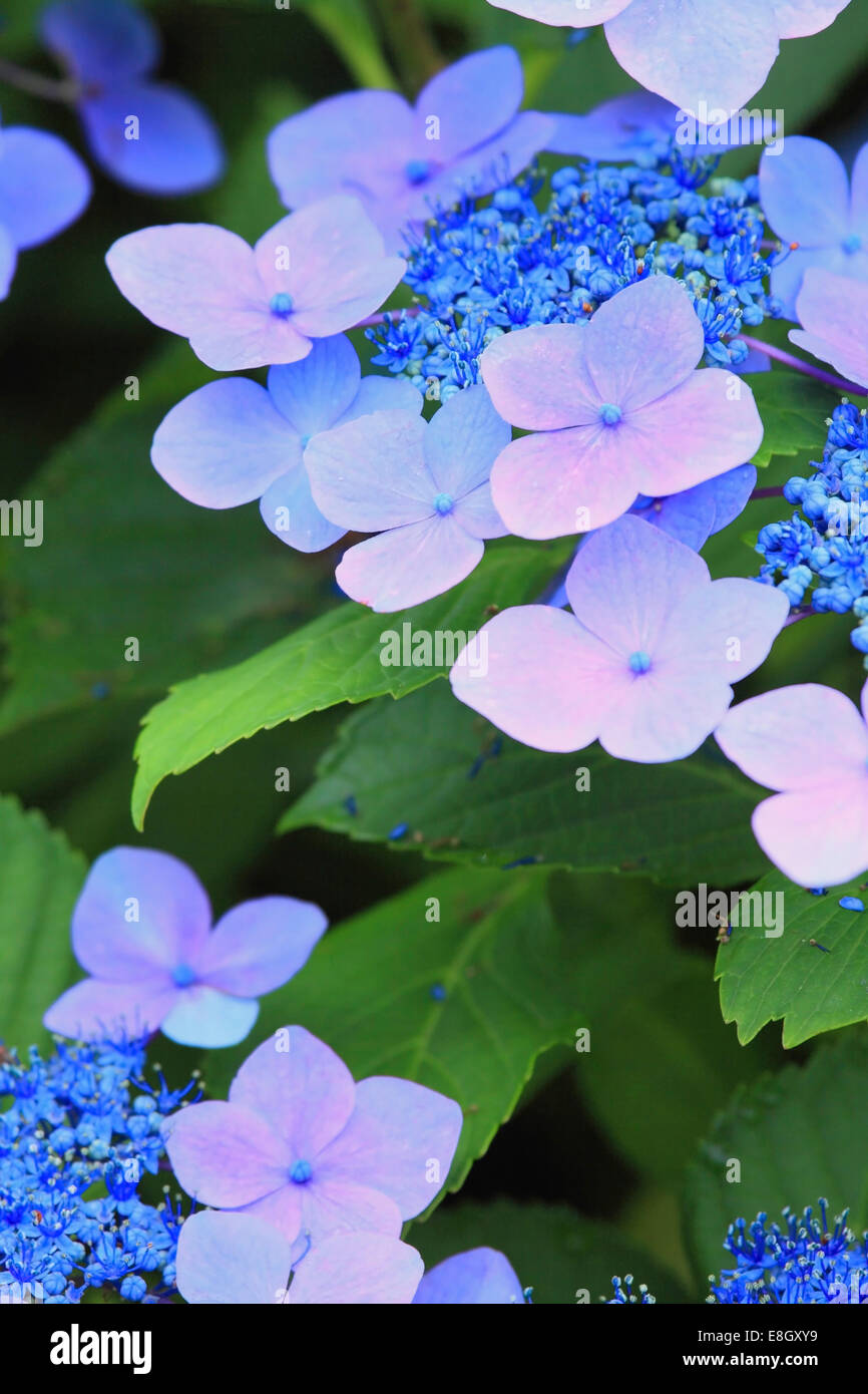 Hortensie Stockfoto