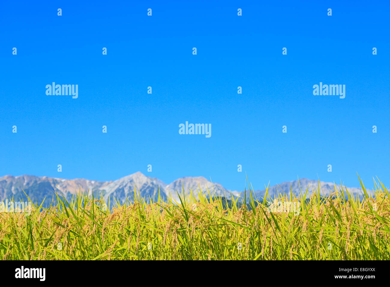 Präfektur Nagano, Japan Stockfoto