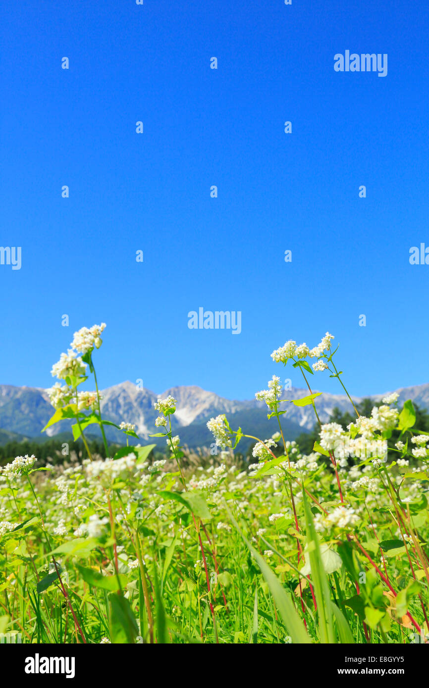 Präfektur Nagano, Japan Stockfoto