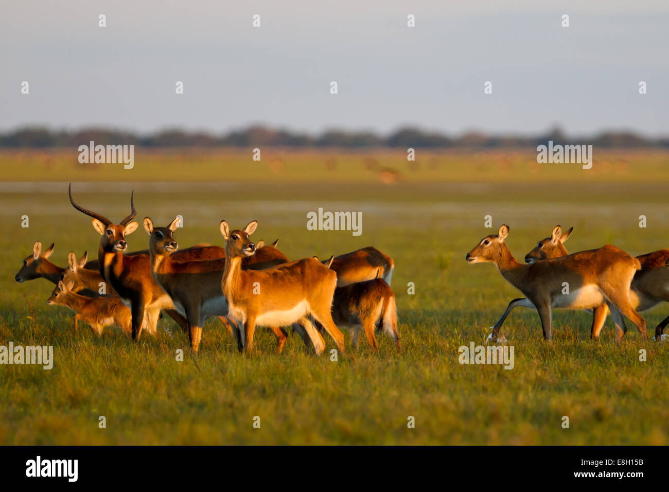 Schwarzen Letschwe sind eine Wasser-lebende Antilope endemisch auf Bangweulu Feuchtgebiete in Sambia Stockfoto