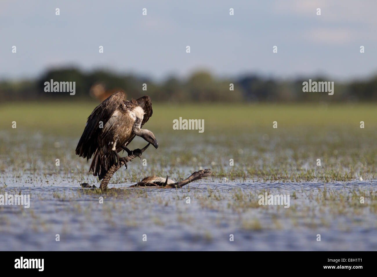 Ein Geier sitzt auf dem Horn von einem Toten schwarzen Letschwe untergetaucht im Überschwemmungsgebiet der Bangweulu Feuchtgebiete, Sambia Stockfoto