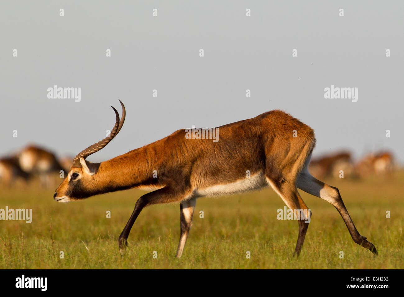 Eine schwarze Letschwe läuft um zu seinem Hoheitsgebiet auf üppige überschwemmten Wiesen der Bangweulu Feuchtgebiete, Sambia zu verteidigen. Stockfoto