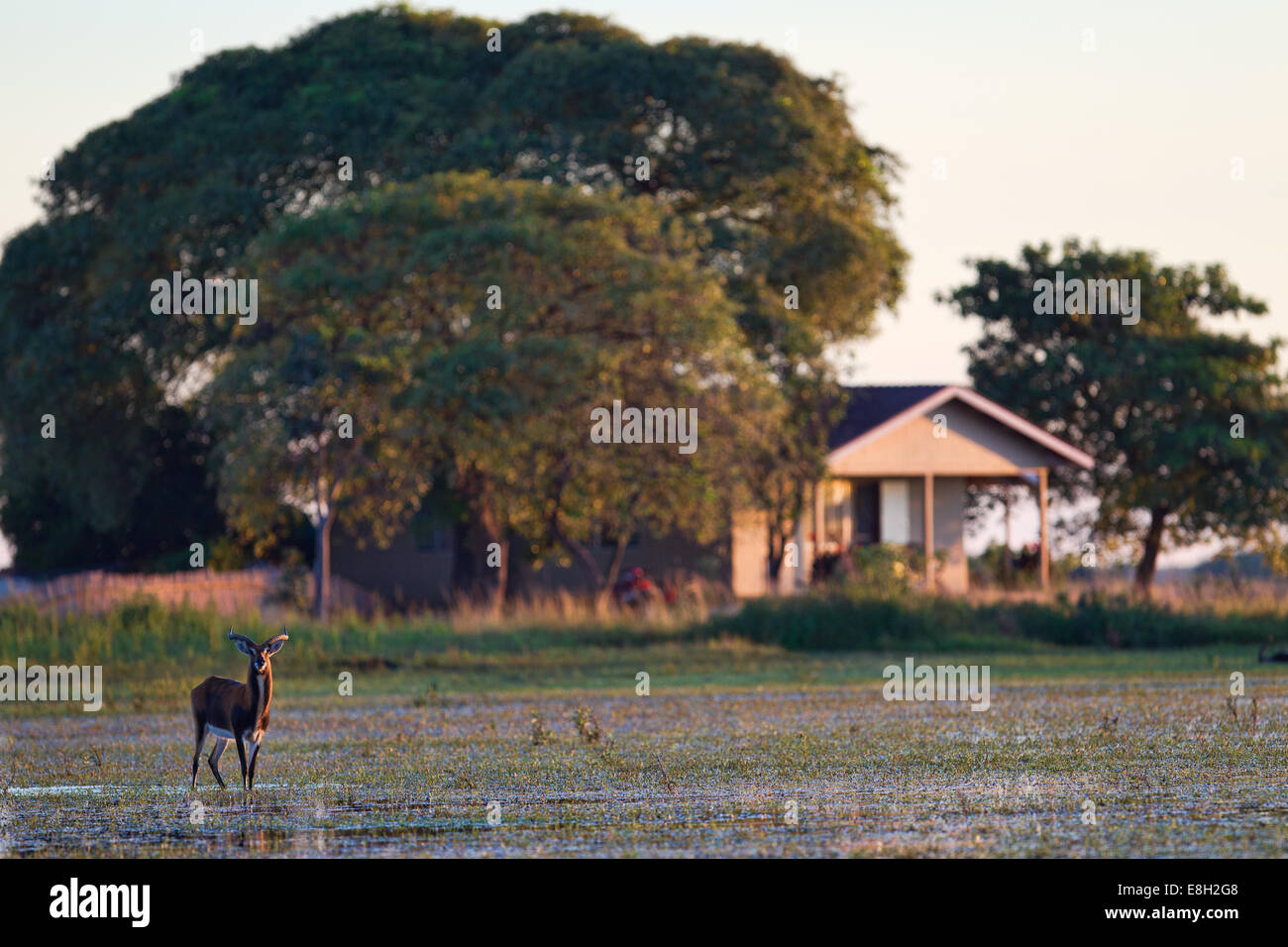 Eine endemische schwarze Letschwe verteidigt sein Territorium in die überfluteten Wiese um Chikuni Insel, Bagweulu Feuchtgebiete, Sambia Stockfoto