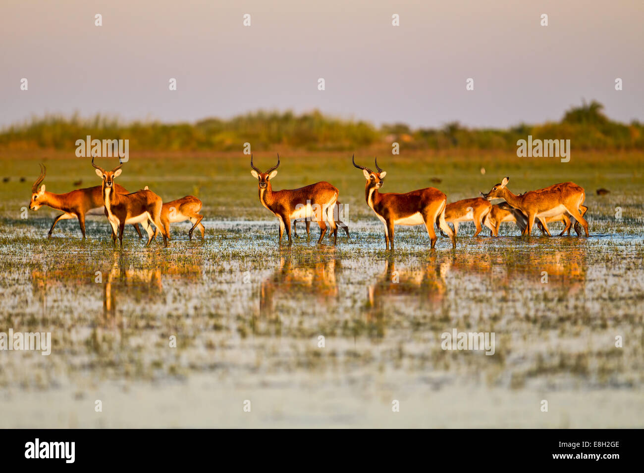 Schwarzen Letschwe sind eine Wasser-lebende Antilope endemisch auf Bangweulu Feuchtgebiete in Sambia Stockfoto