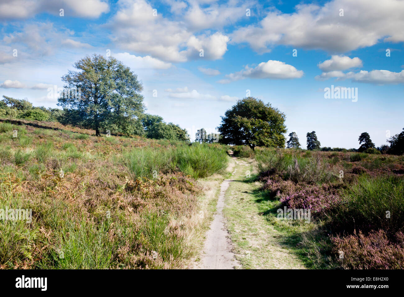 Deutschland, Nordrhein-Westfalen, Wahner Heide Heide Stockfoto