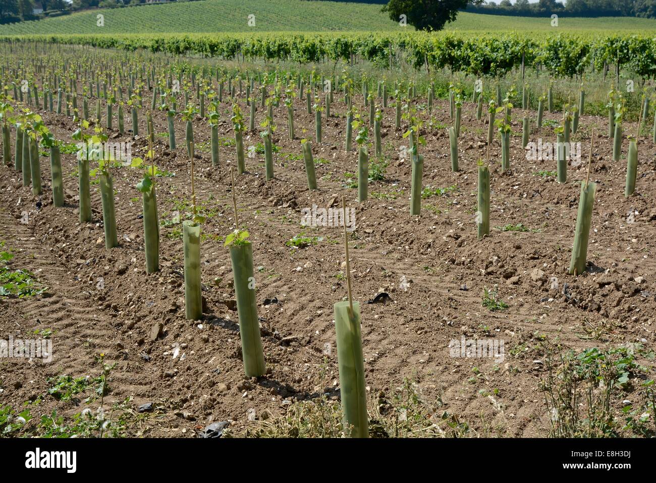 Neuanpflanzungen von Weinreben im englischen Weinberg. Dorking, Surrey, England Stockfoto