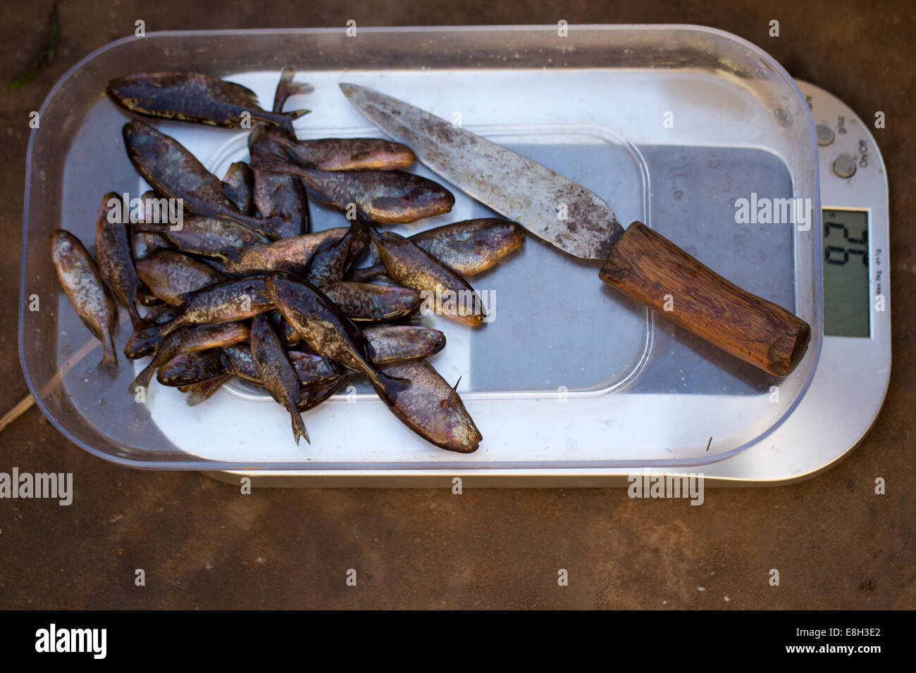 Fische sind im Rahmen einer wissenschaftlichen Bewertung der nachhaltigen Fischerei in Sambia Bangweulu gewogen. Stockfoto