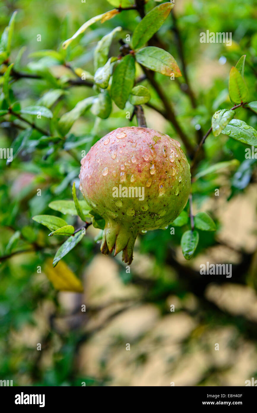 Granatapfel Stockfoto