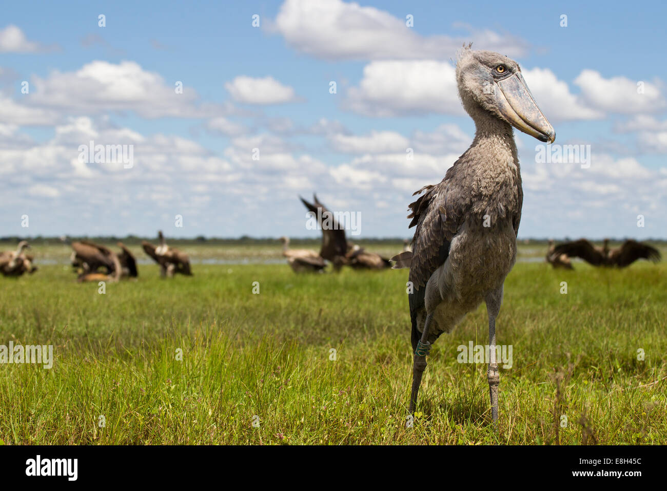 Ein Schuhschnabel steht Wache, wie Geier über einen schwarzen Letschwe Kadaver im Bangweulu Feuchtgebiete, Sambia zu kämpfen. Stockfoto