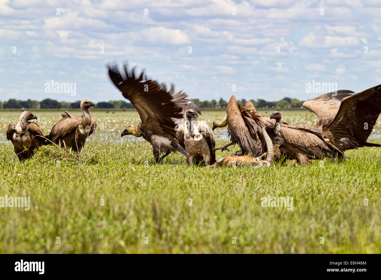 Geier kämpfen um einen schwarzen Letschwe Kadaver im Bangweulu Feuchtgebiete, Sambia. Stockfoto