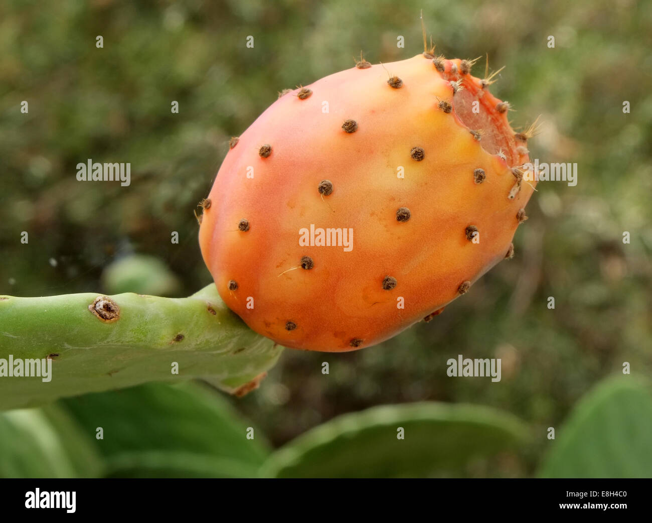 WACHSENDEN KAKTEEN OBST/STACHELIGE BIRNE Stockfoto