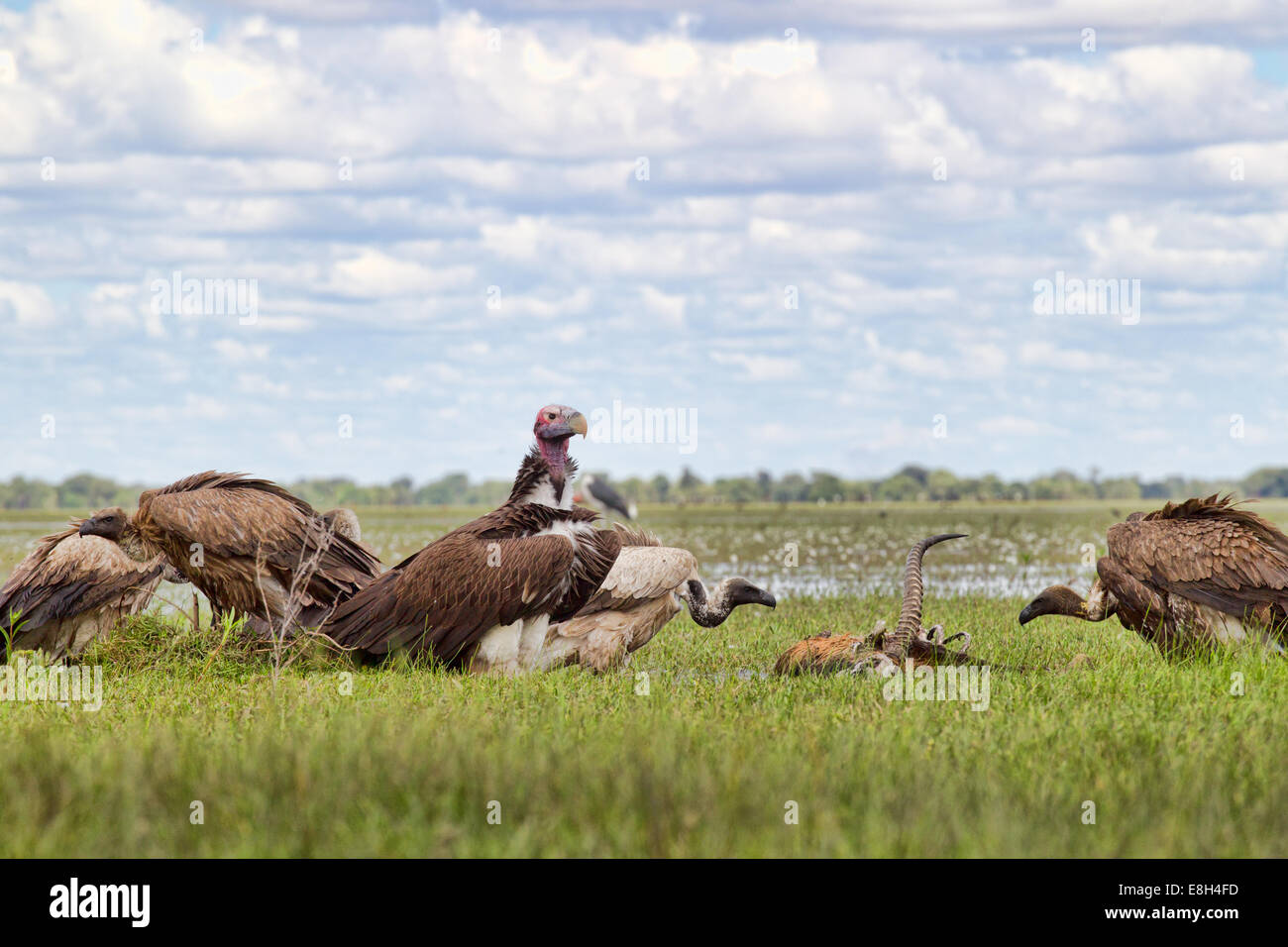 Geier kämpfen um einen schwarzen Letschwe Kadaver im Bangweulu Feuchtgebiete, Sambia. Stockfoto