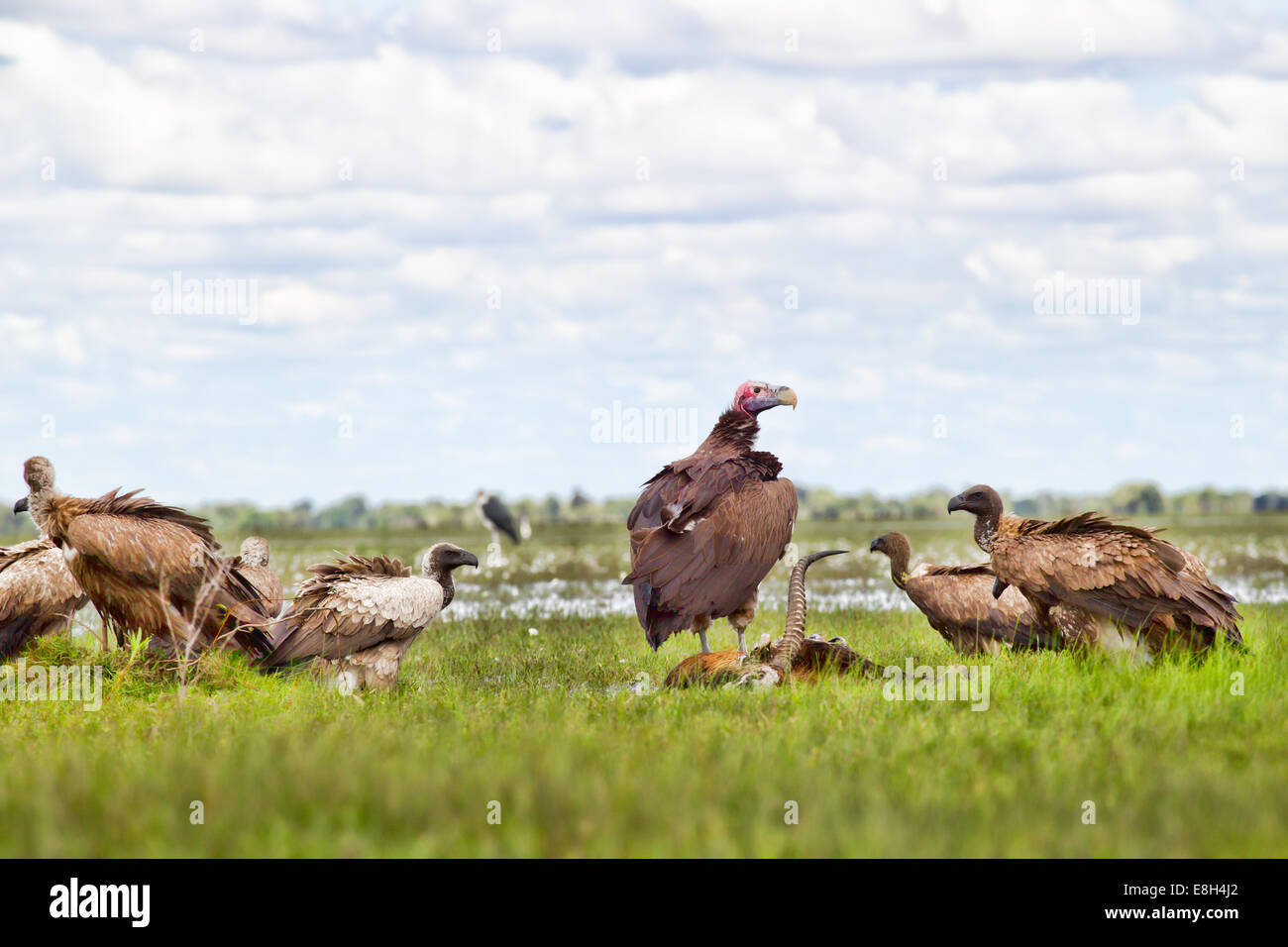 Geier kämpfen um einen schwarzen Letschwe Kadaver im Bangweulu Feuchtgebiete, Sambia. Stockfoto