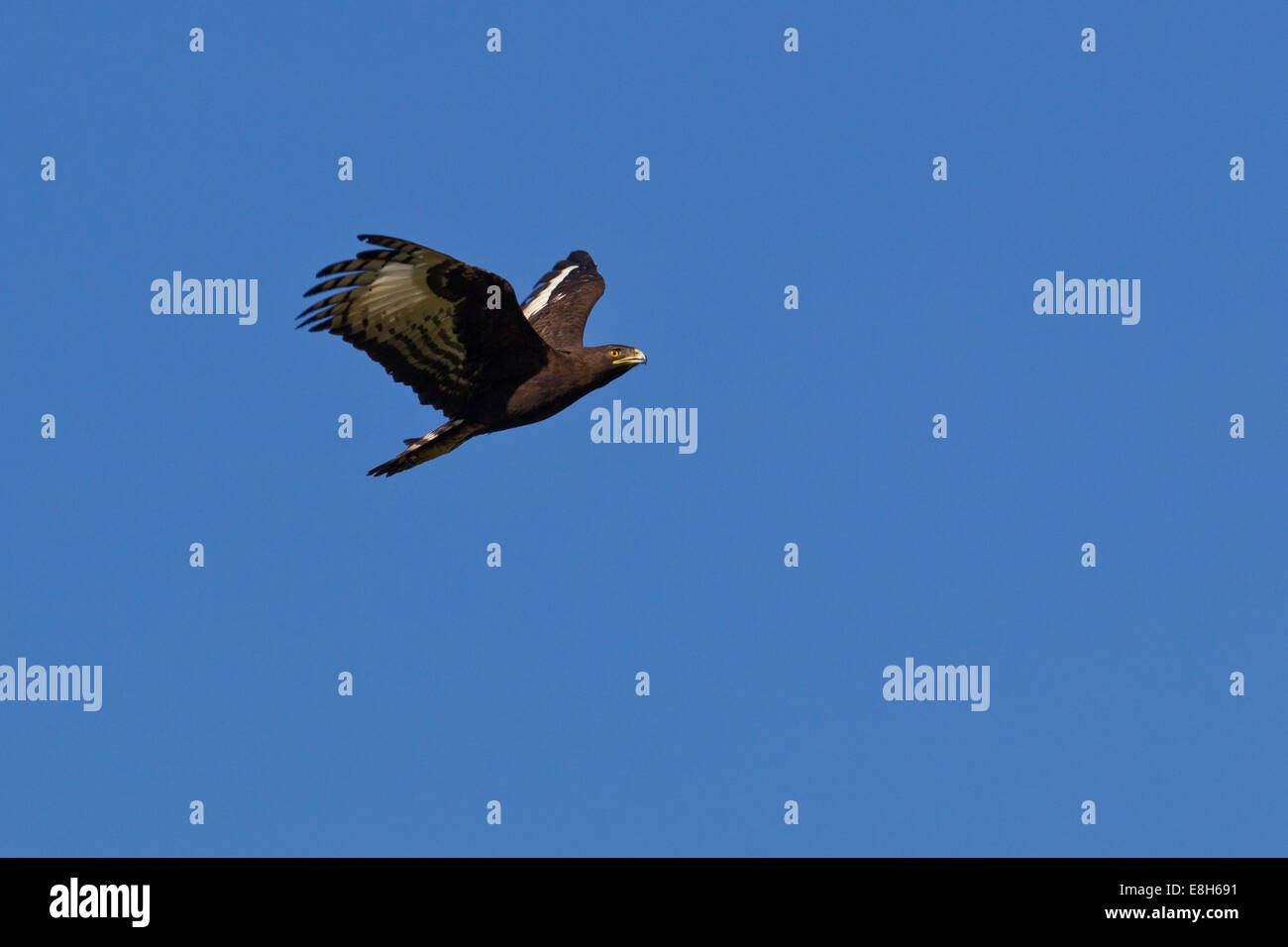Lange-crested Adler im Flug über Bangweulu Feuchtgebiete, Sambia Stockfoto