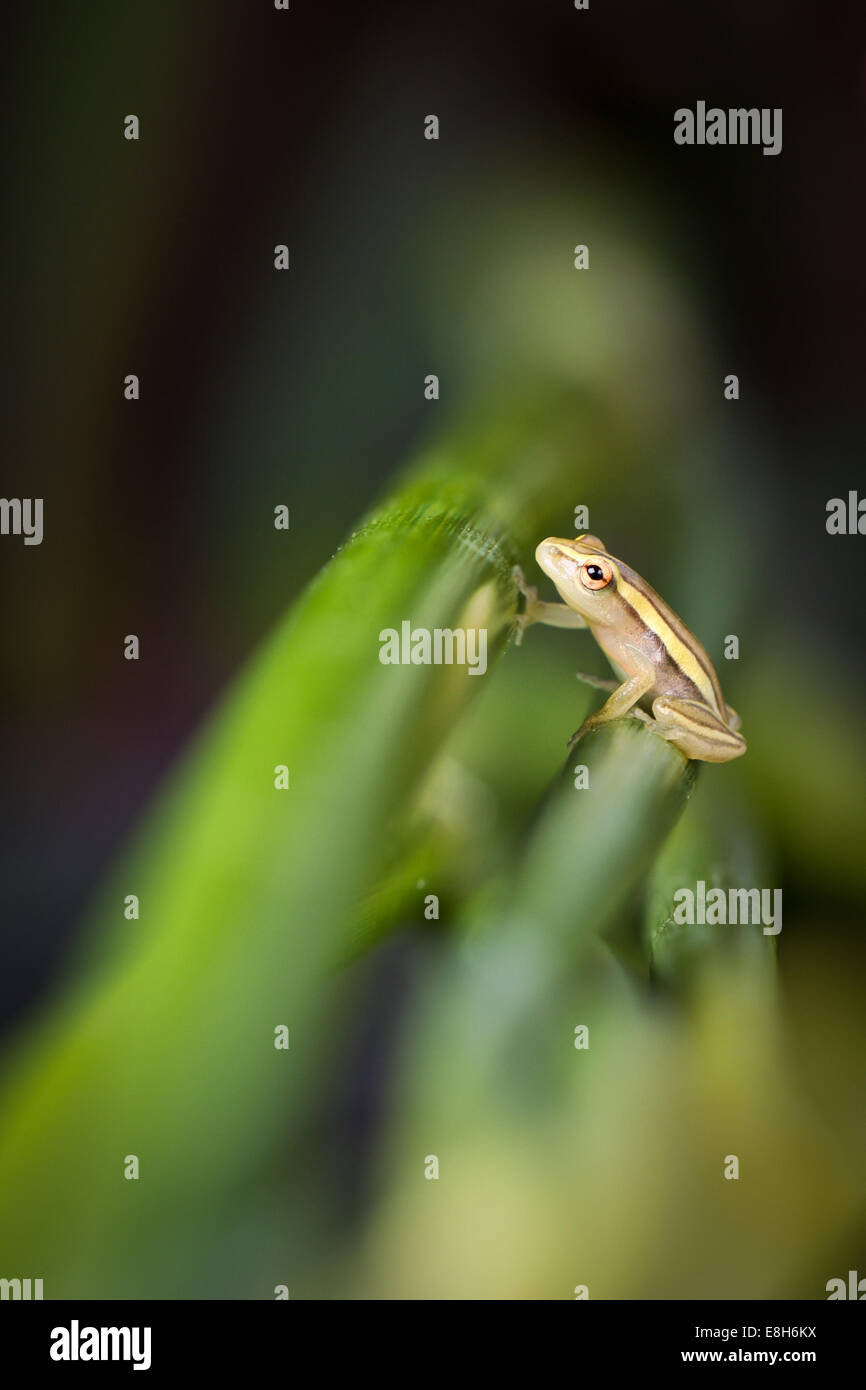 Ein winzigen gestreiften Reed Frosch sitzt auf einer Stimmzunge in Bangweulu Feuchtgebiete, Sambia Stockfoto