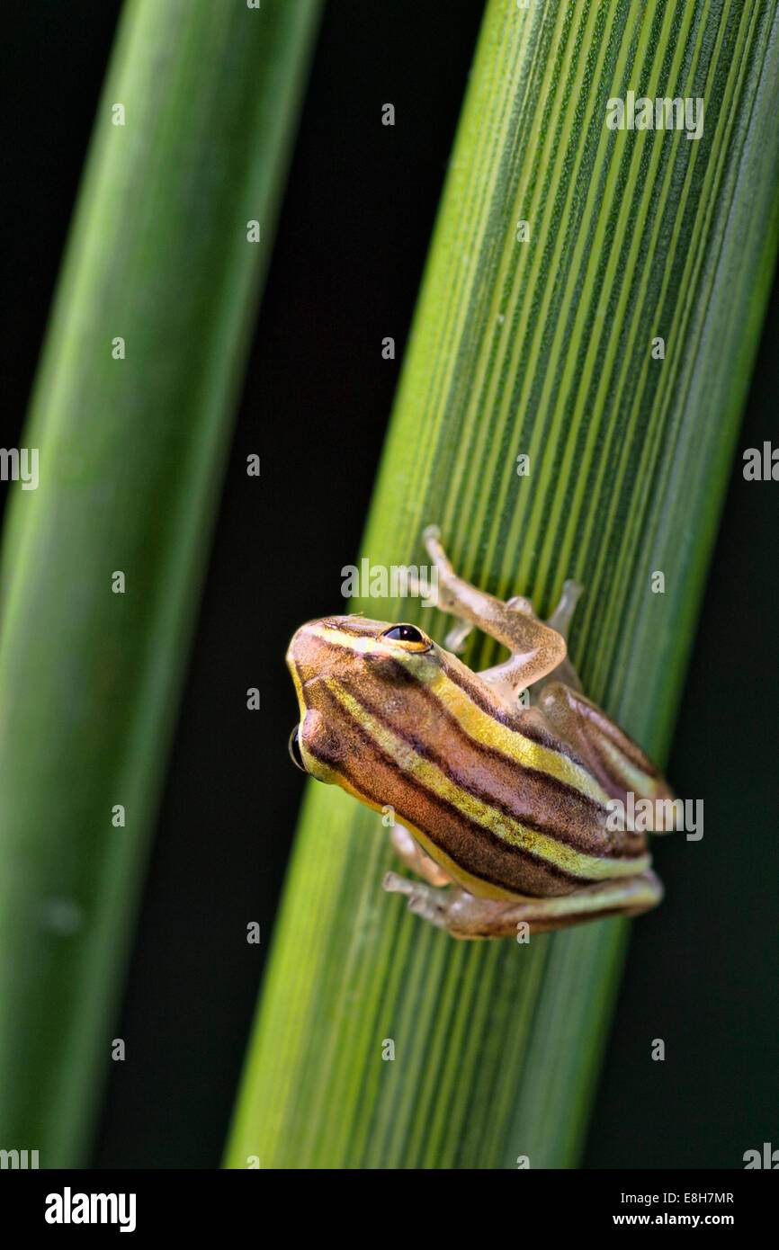 Ein winzigen gestreiften Reed Frosch klammert sich an ein Rohr in den Bangweulu Feuchtgebieten, Sambia Stockfoto