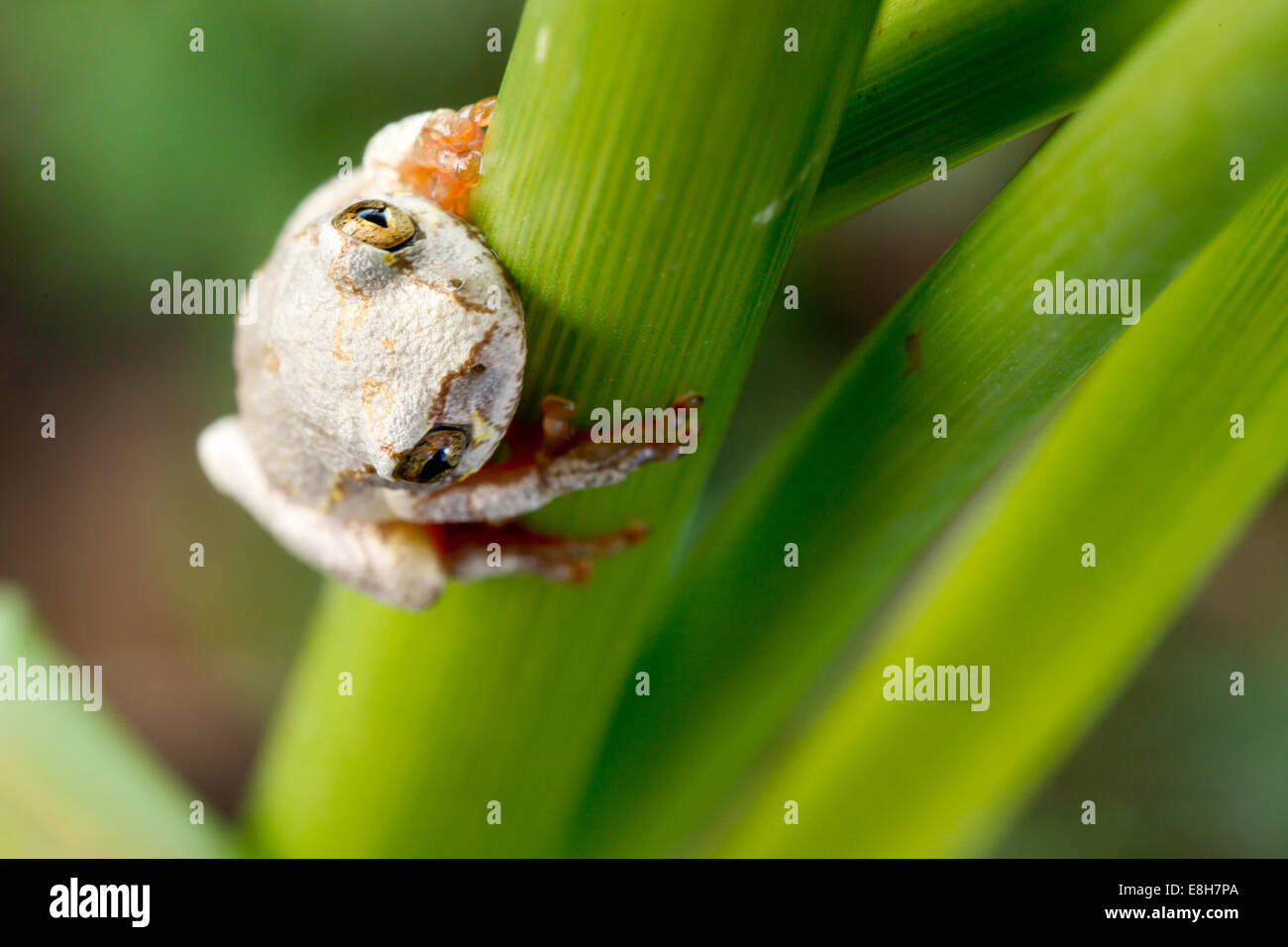 Ein Reed-Frosch hängt mit einem festen Griff an einem grünen Stiel einer Stimmzunge in Bangweulu Feuchtgebiete, Sambia. Stockfoto
